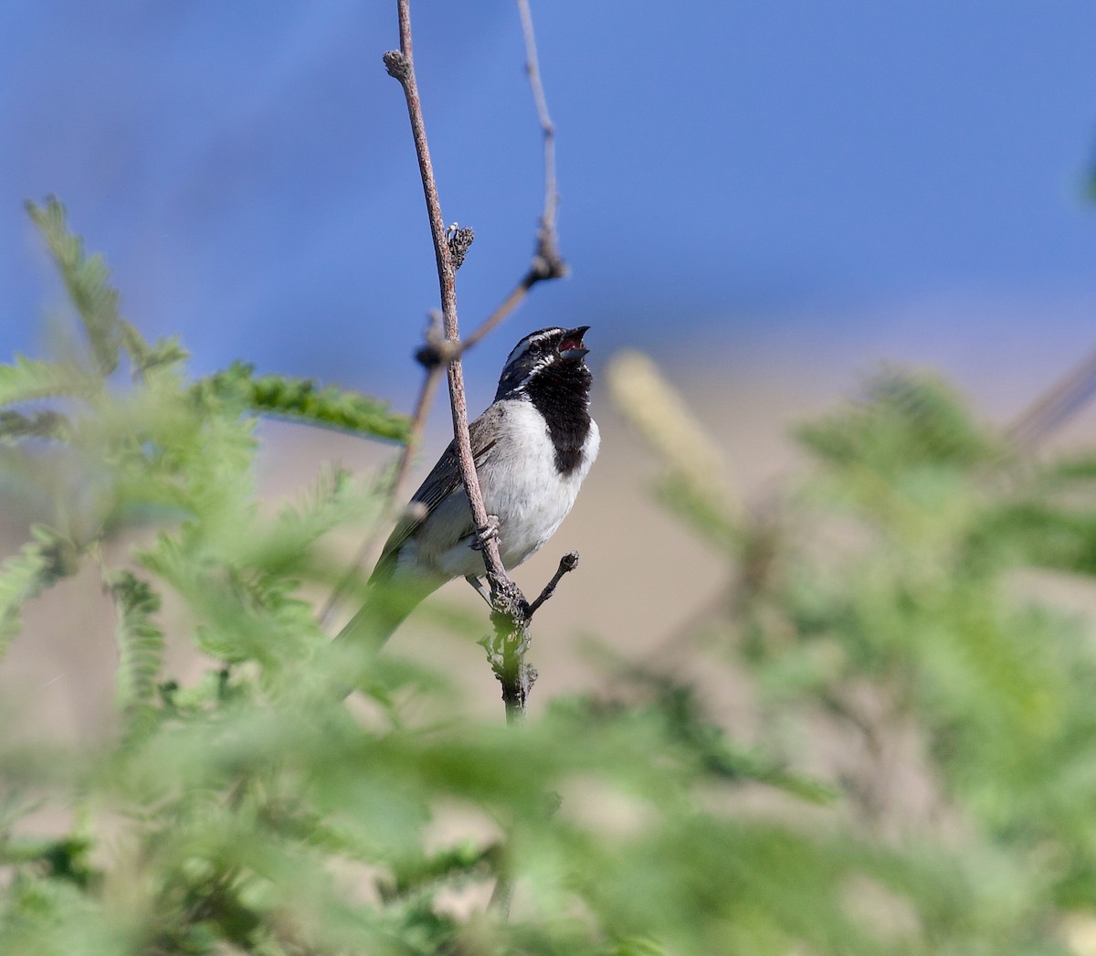Black-throated Sparrow - ML620860358