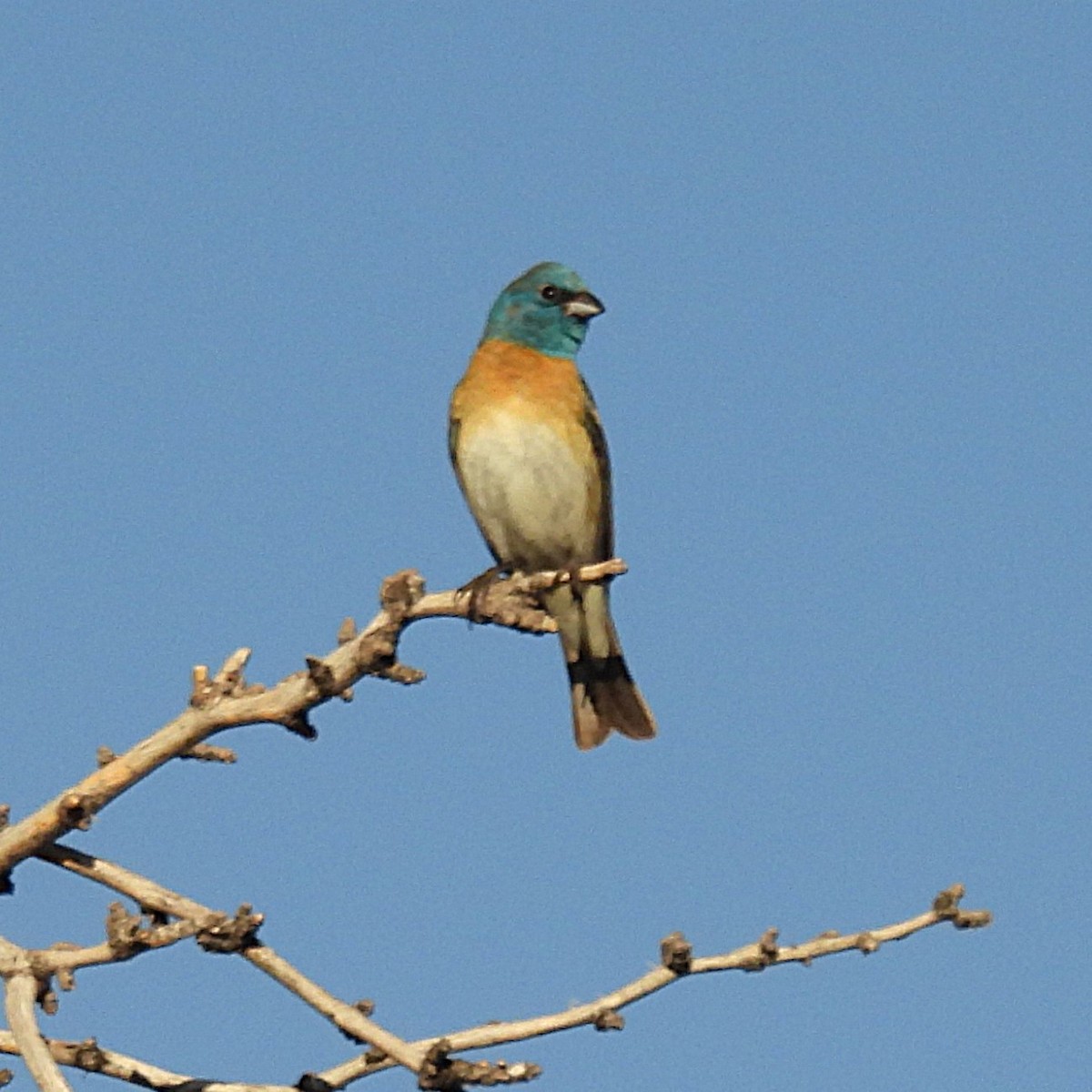 Lazuli Bunting - ML620860367