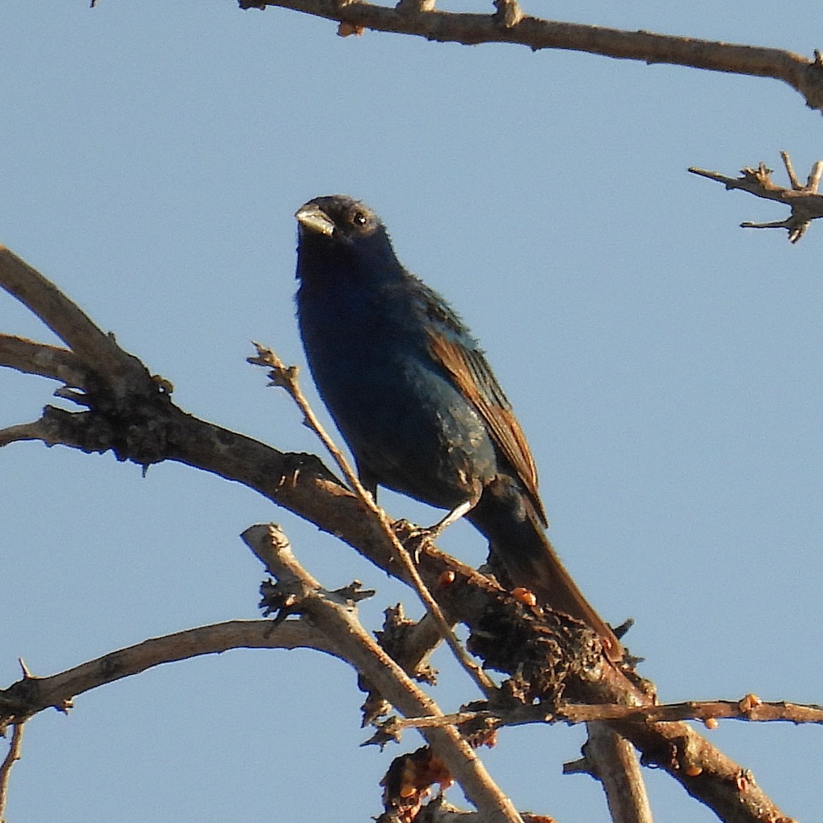 Indigo Bunting - ML620860369