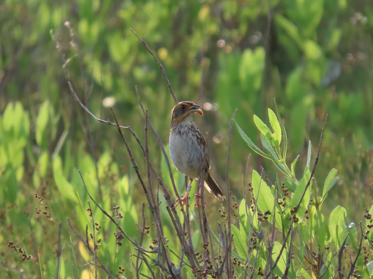 Saltmarsh Sparrow - ML620860373