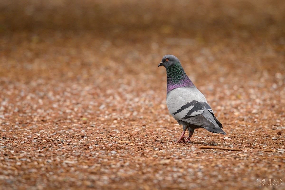 Rock Pigeon (Feral Pigeon) - ML620860378