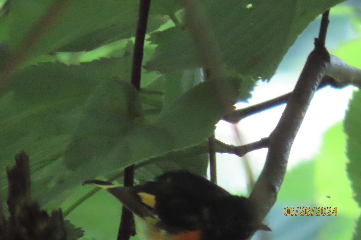 American Redstart - ML620860403