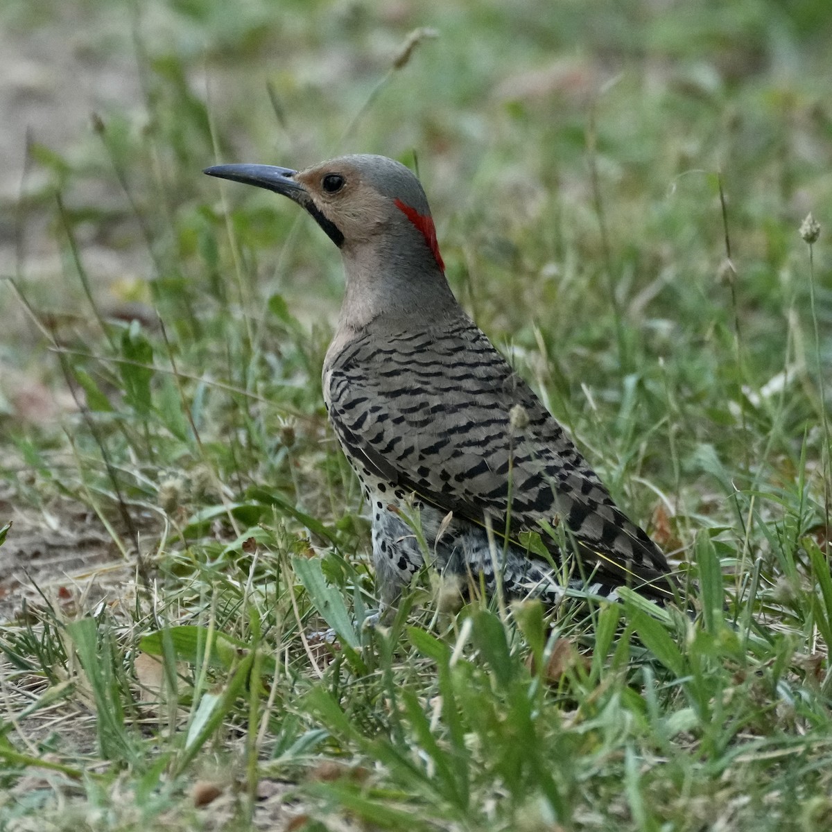 Northern Flicker - ML620860407