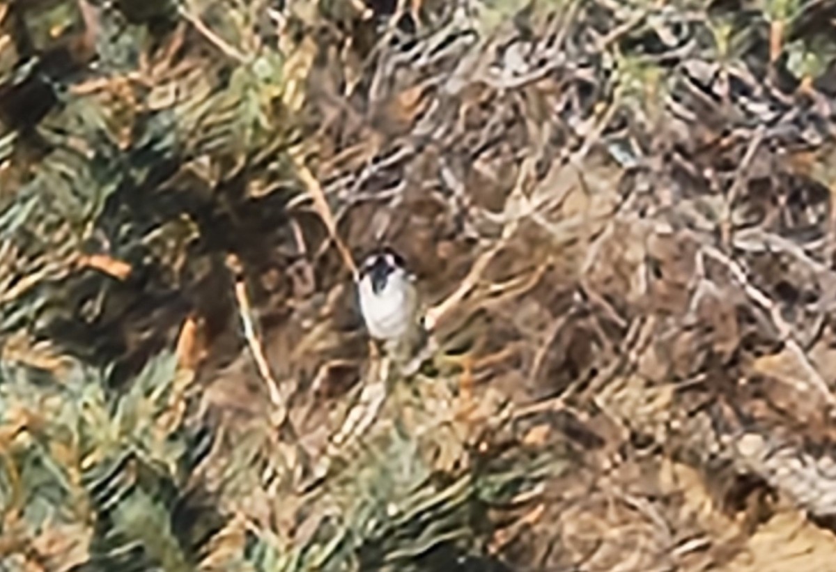 Black-throated Sparrow - ML620860420