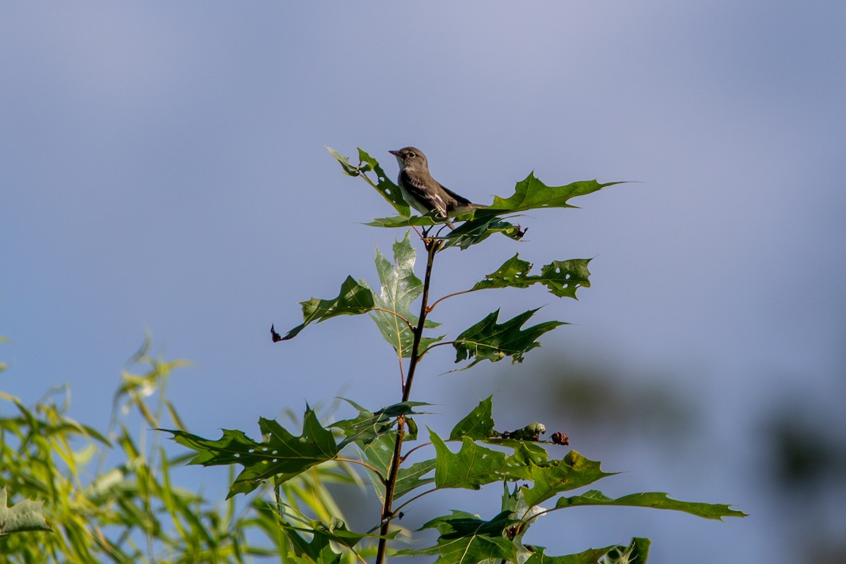 Alder Flycatcher - ML620860433