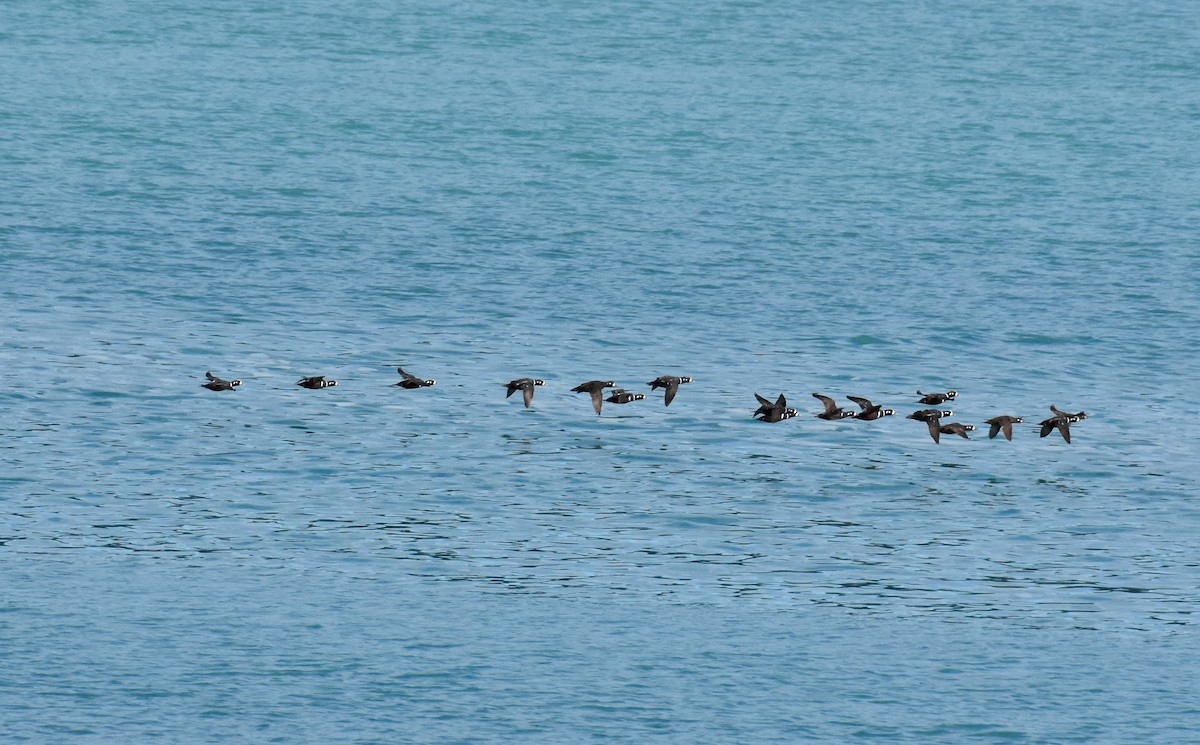 Harlequin Duck - ML620860434