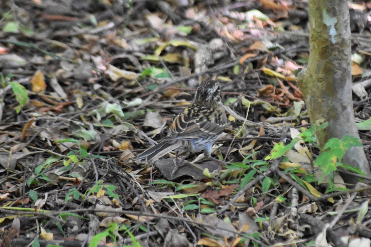Rufous-collared Sparrow - ML620860456
