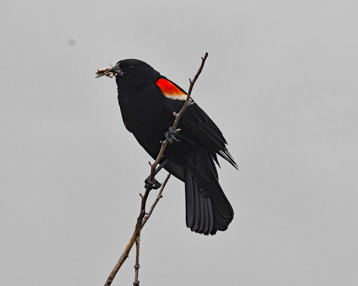 Red-winged Blackbird - ML620860462