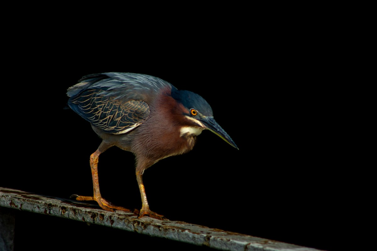 Green Heron - ML620860466