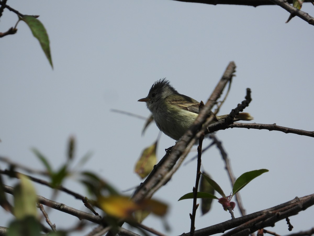 Southern Beardless-Tyrannulet - ML620860470