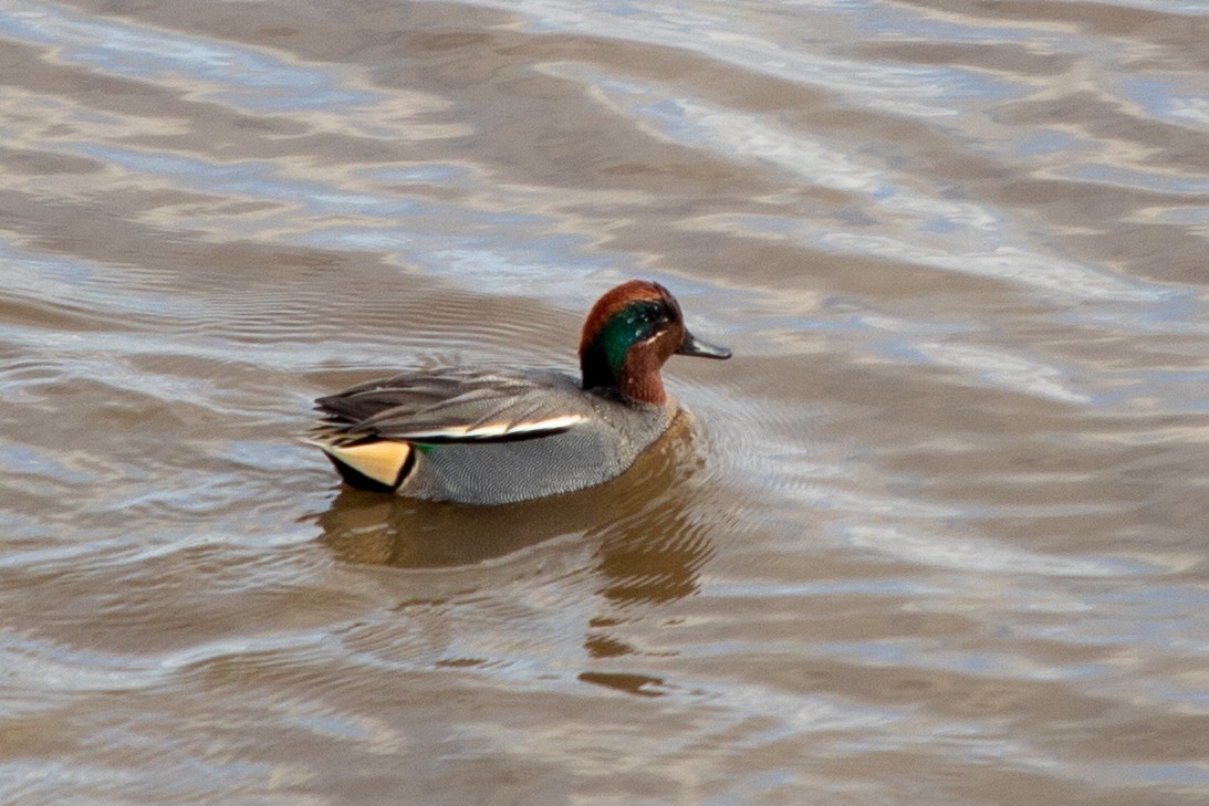 Green-winged Teal - ML620860474
