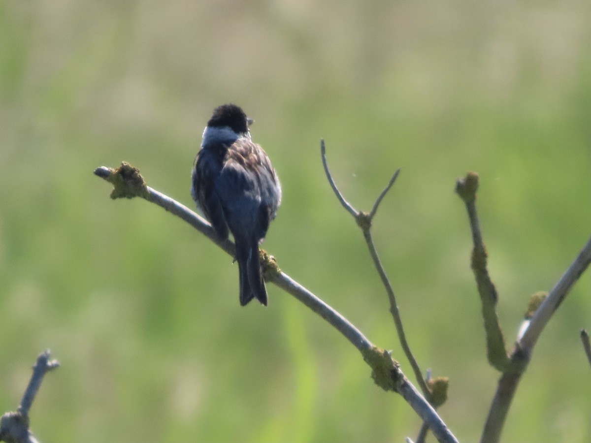 Reed Bunting - ML620860477