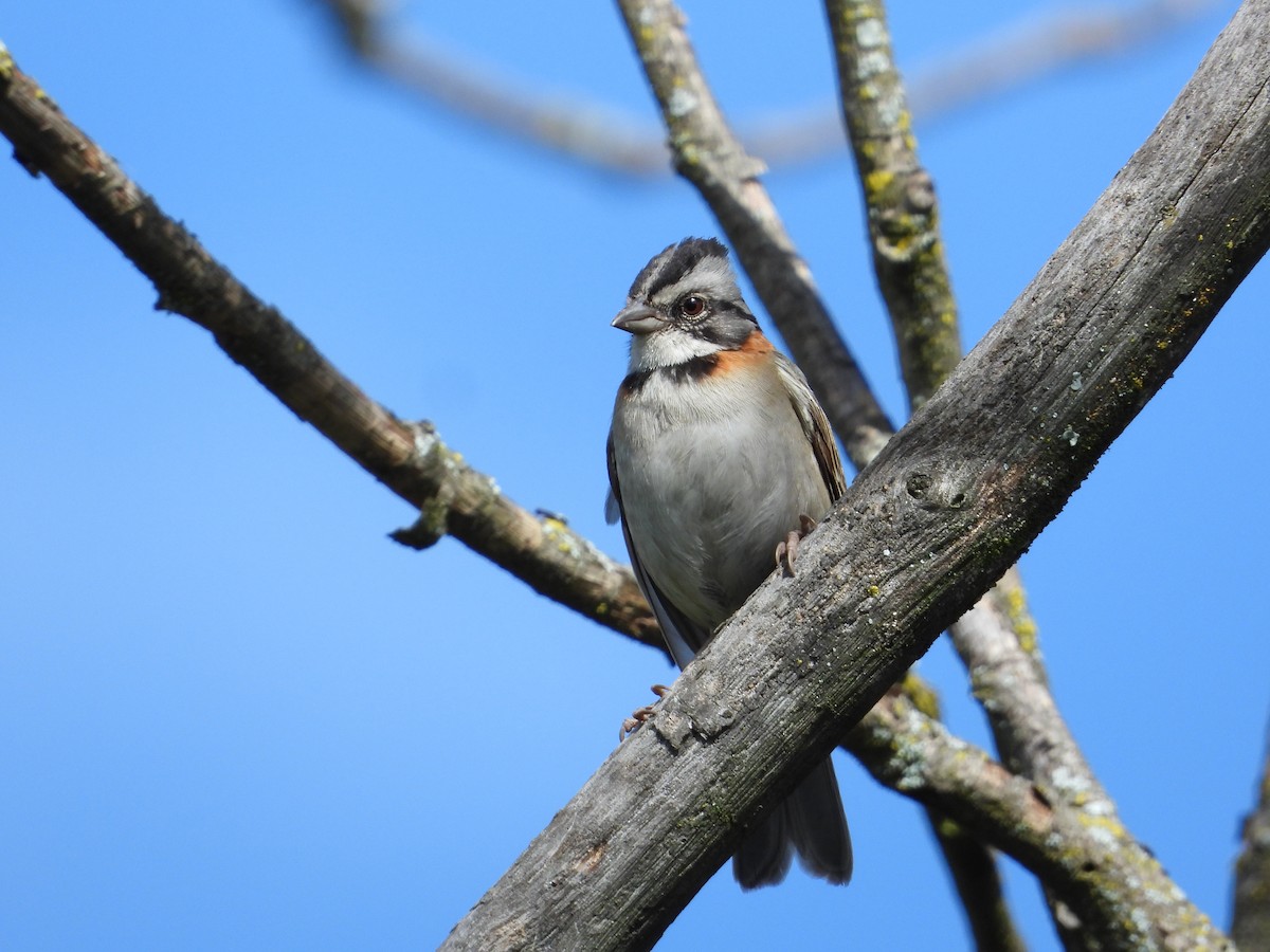 Rufous-collared Sparrow - ML620860482