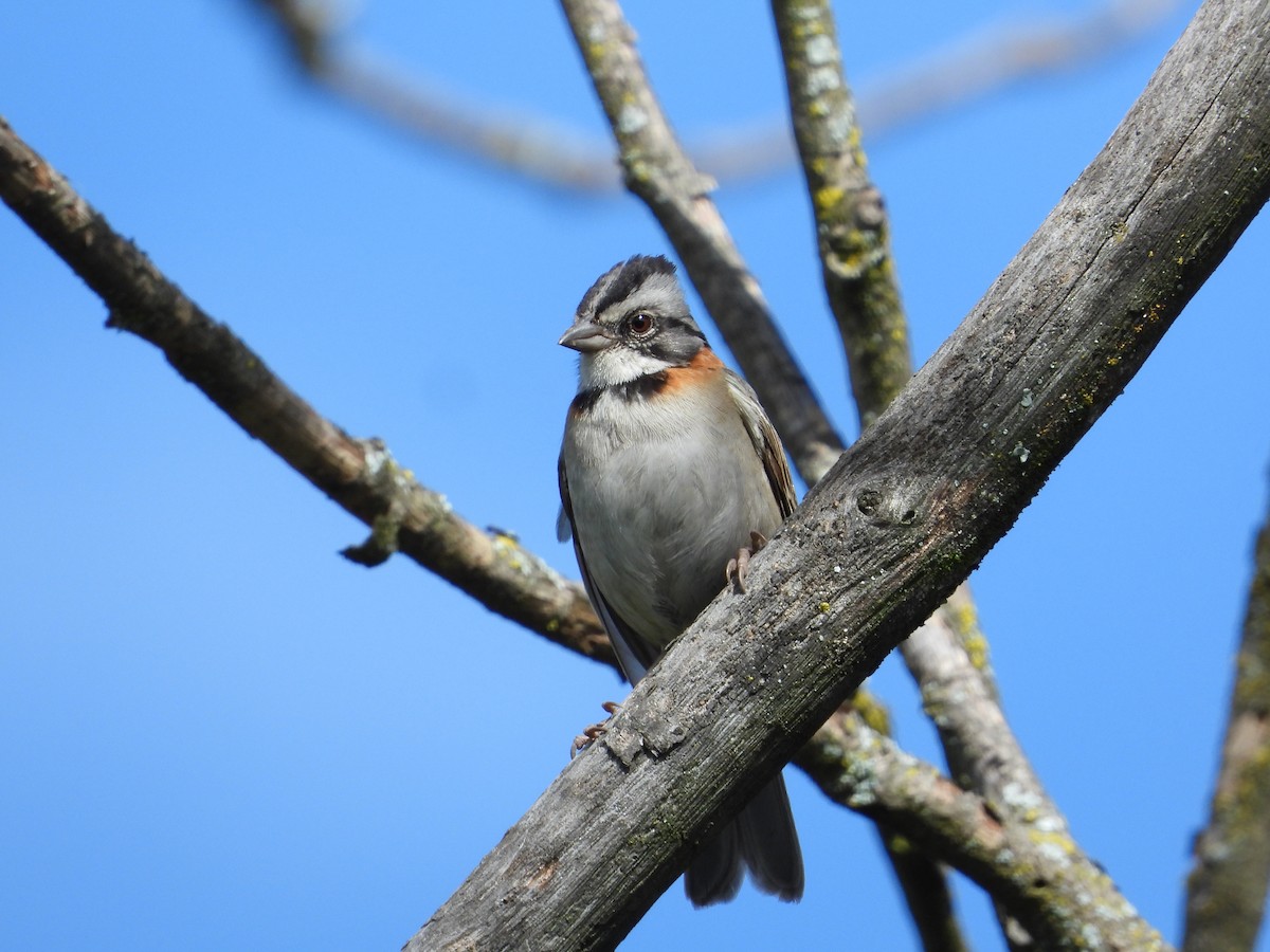 Rufous-collared Sparrow - ML620860483
