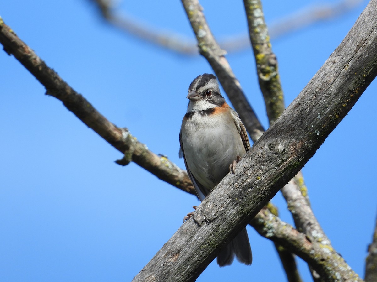 Rufous-collared Sparrow - ML620860484
