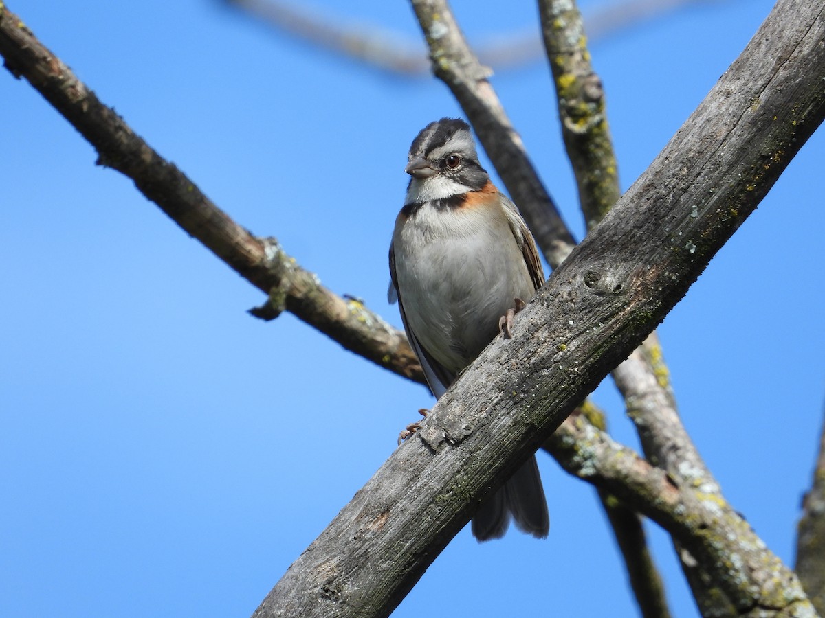 Rufous-collared Sparrow - ML620860485