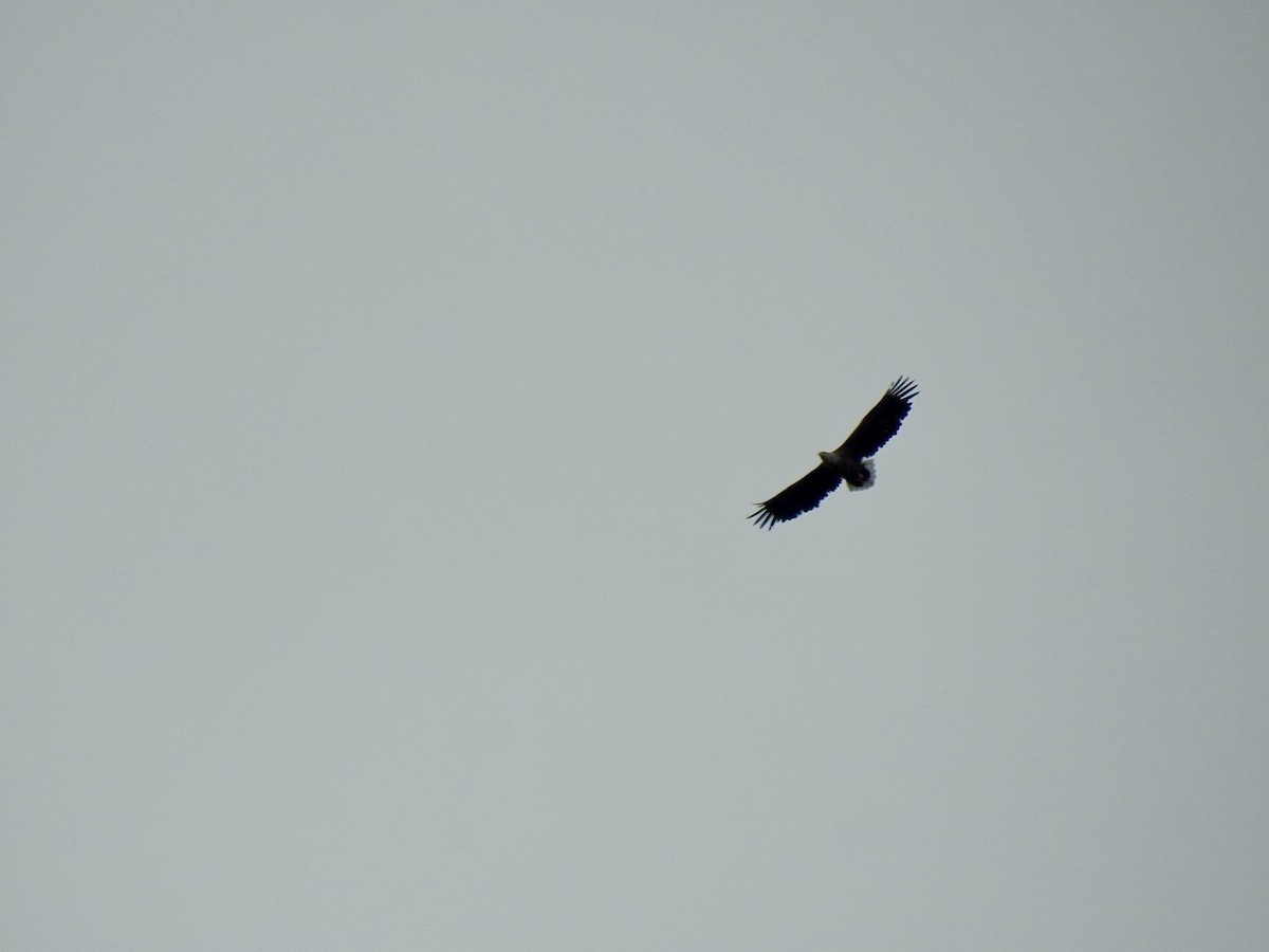 White-tailed Eagle - ML620860489