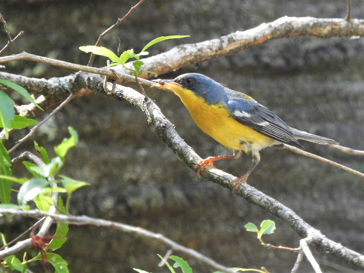 Tropical Parula - Jorge Juan Rueda