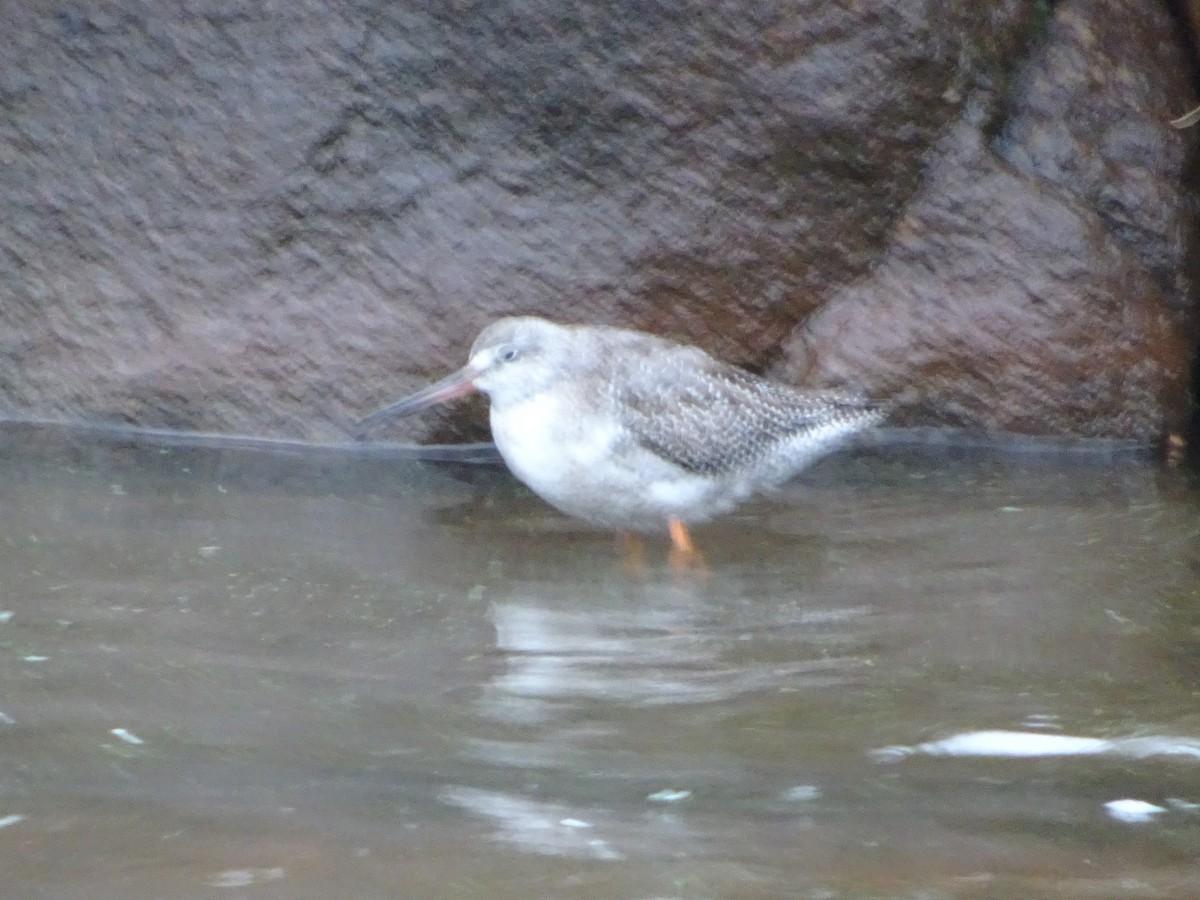 Spotted Redshank - ML620860495