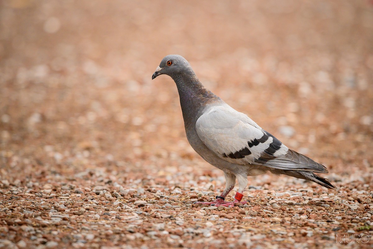 Rock Pigeon (Feral Pigeon) - ML620860503