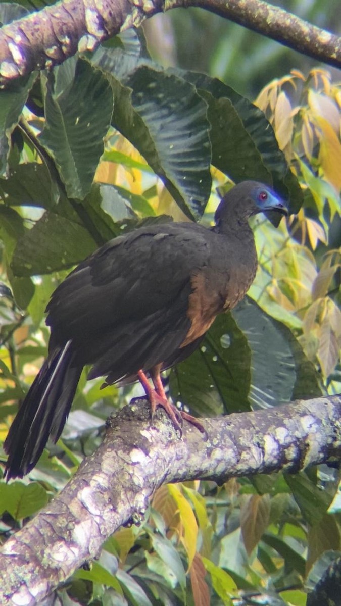 Sickle-winged Guan - ML620860507