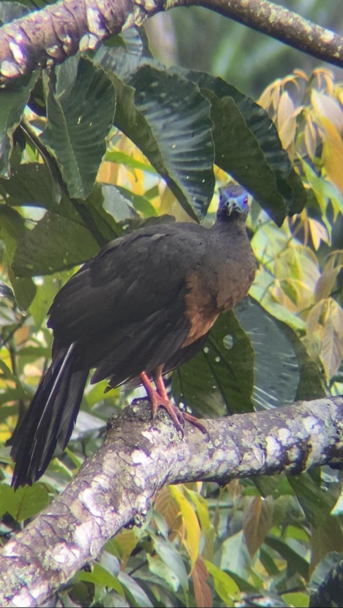 Sickle-winged Guan - ML620860510