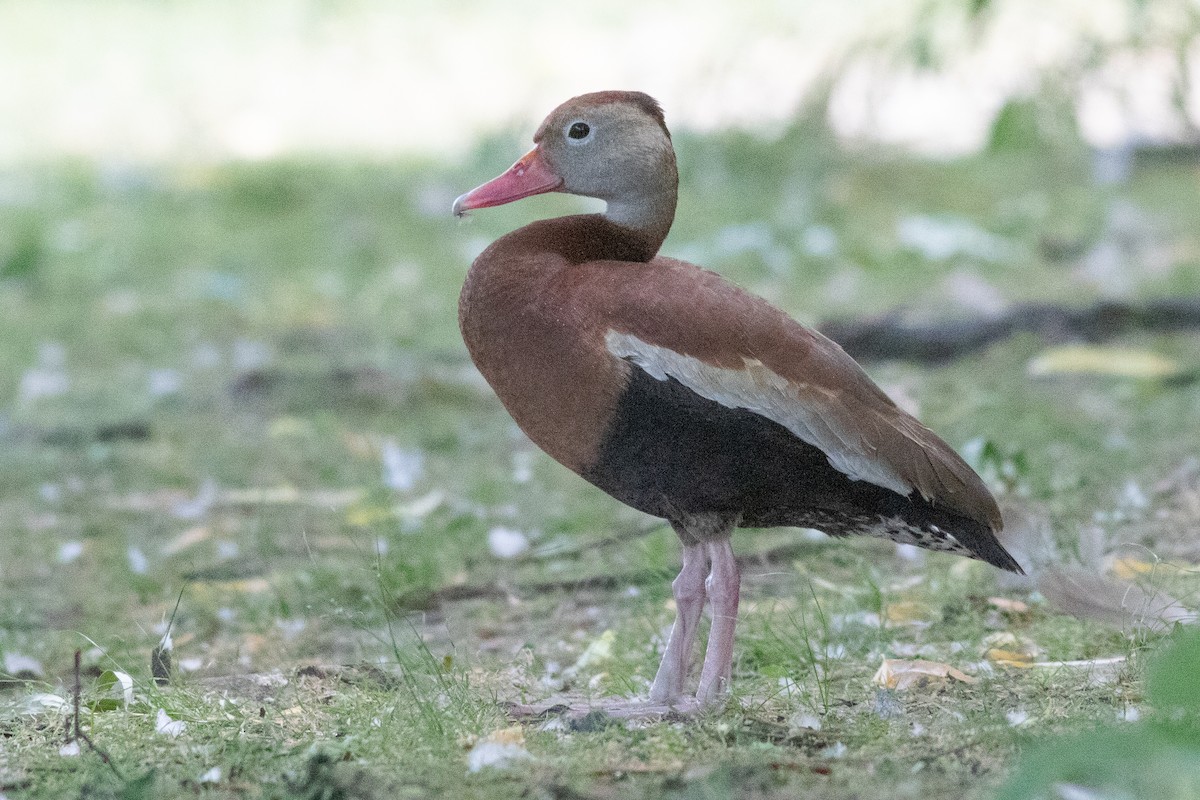 Black-bellied Whistling-Duck - Timothy Graves