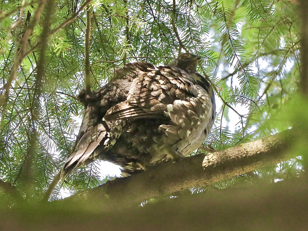 Sooty Grouse - ML620860534