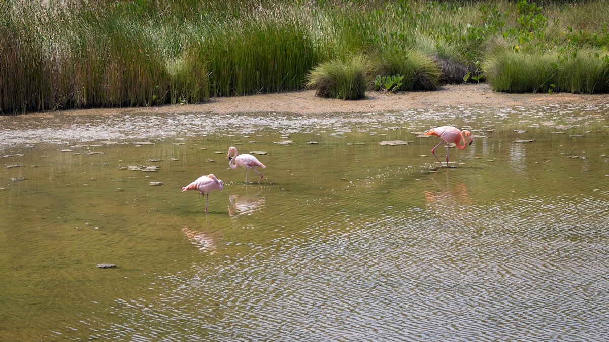 American Flamingo - Susan Brickner-Wren