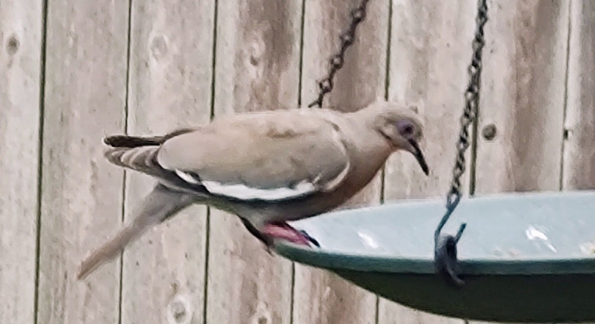 White-winged Dove - ML620860542