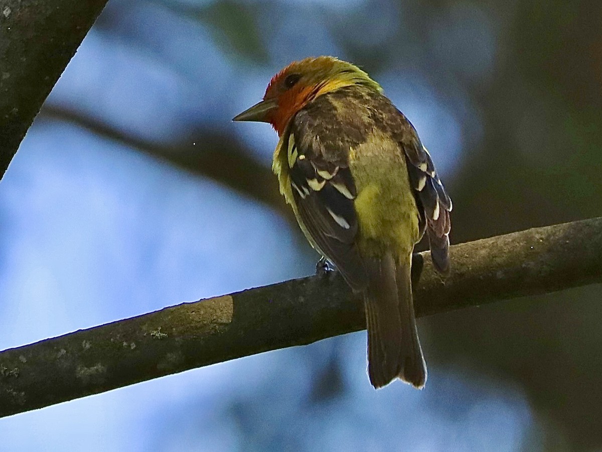 Western Tanager - ML620860555