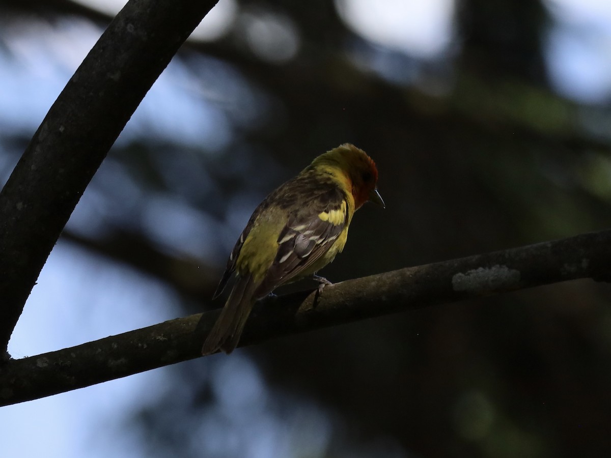 Western Tanager - ML620860556