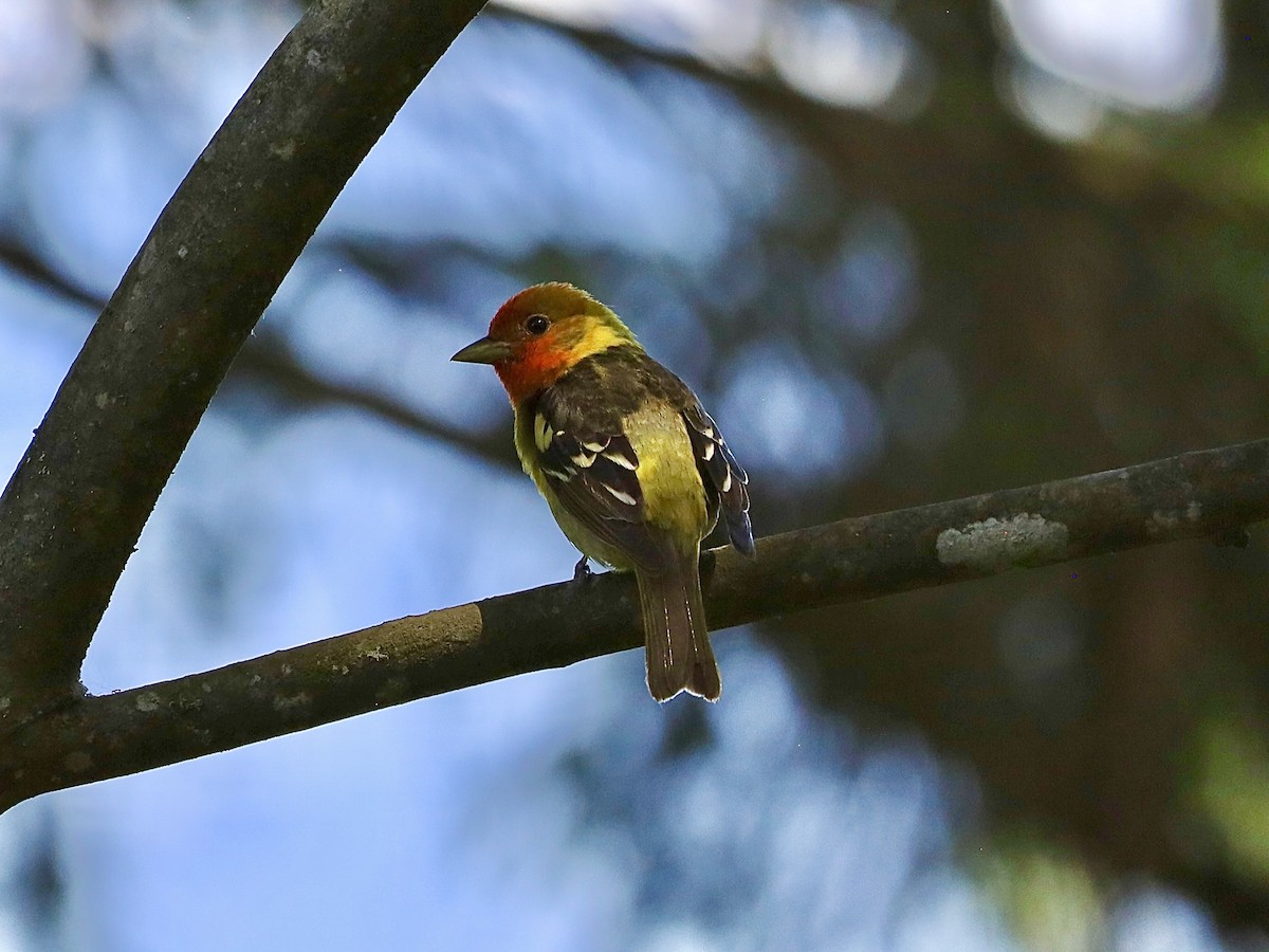 Western Tanager - ML620860557