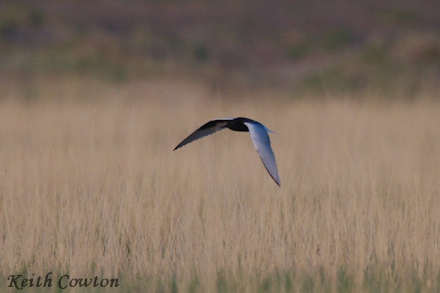 White-winged Tern - ML620860559
