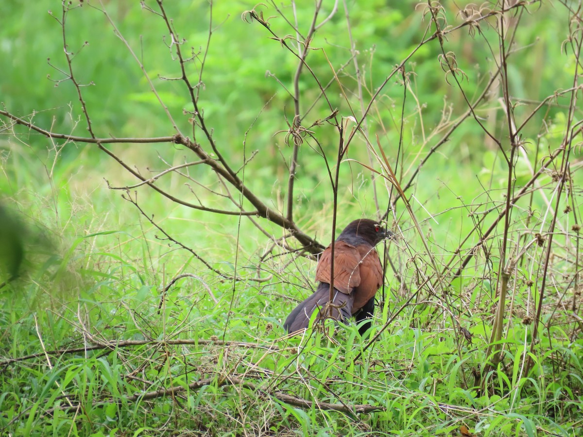 Greater Coucal - ML620860580