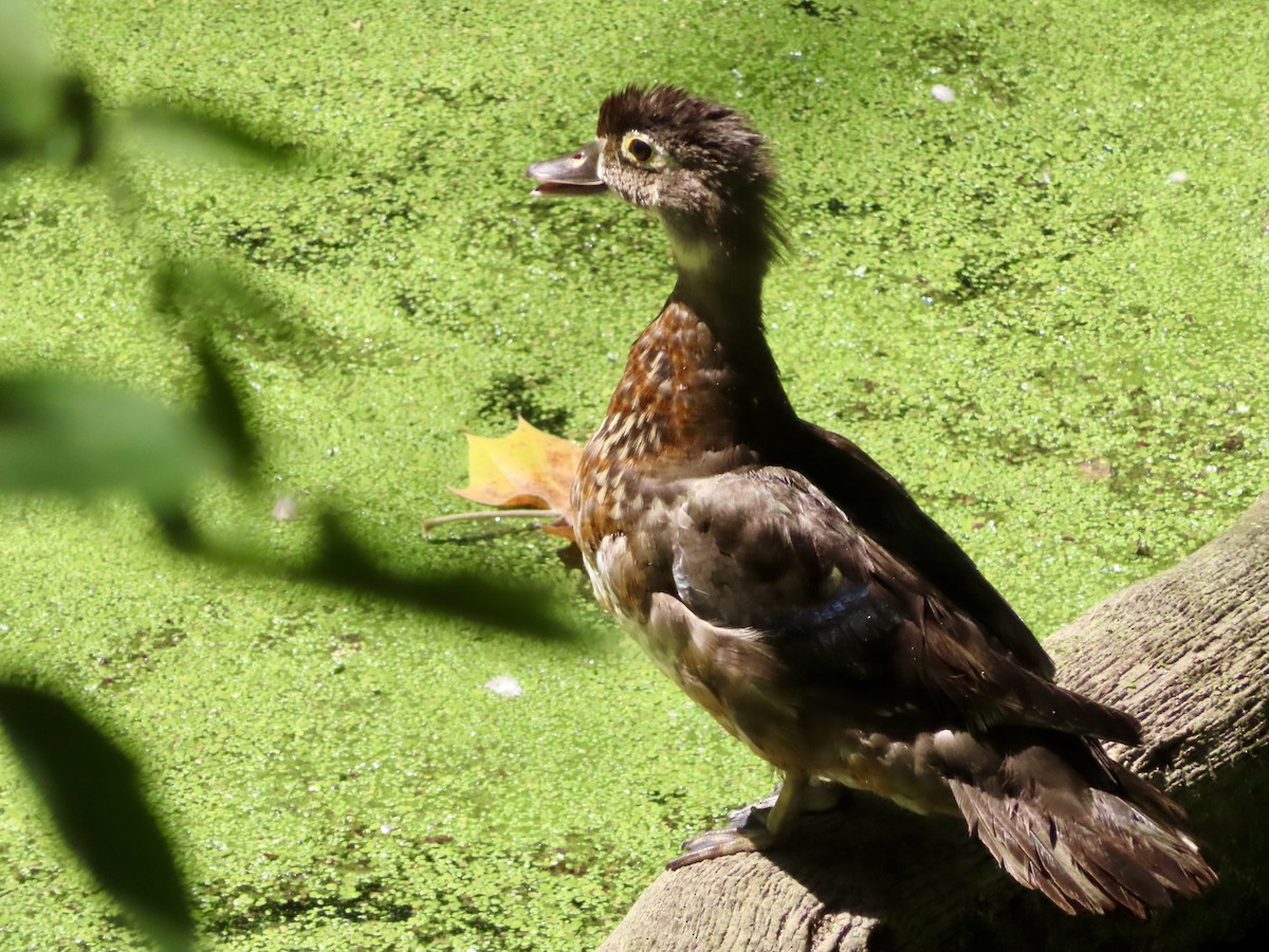 Wood Duck - ML620860584