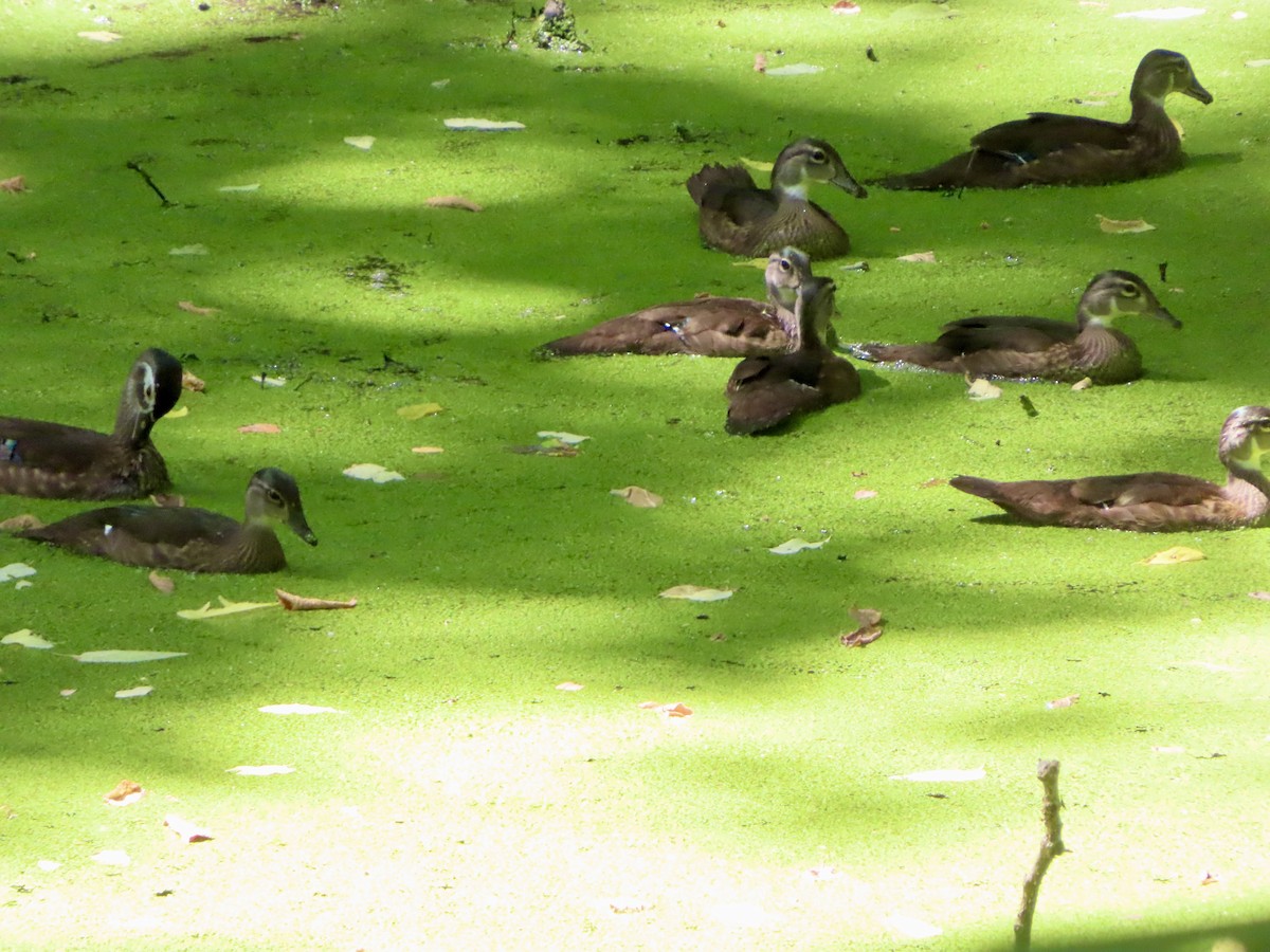 Wood Duck - ML620860585