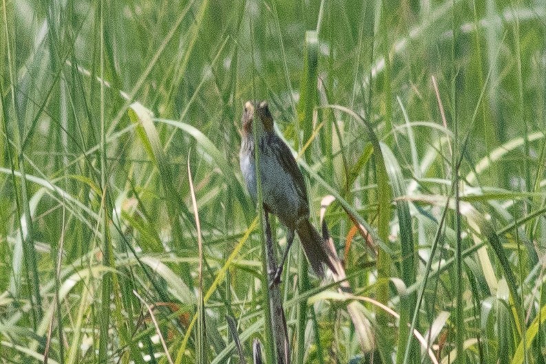 Bruant à queue aiguë - ML620860595