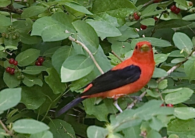 Scarlet Tanager - ML620860597