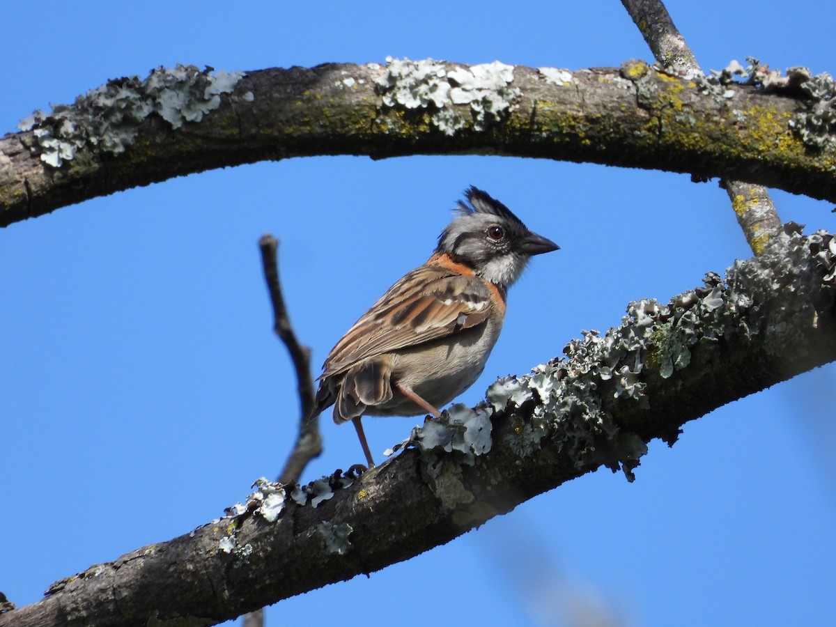 Rufous-collared Sparrow - ML620860598