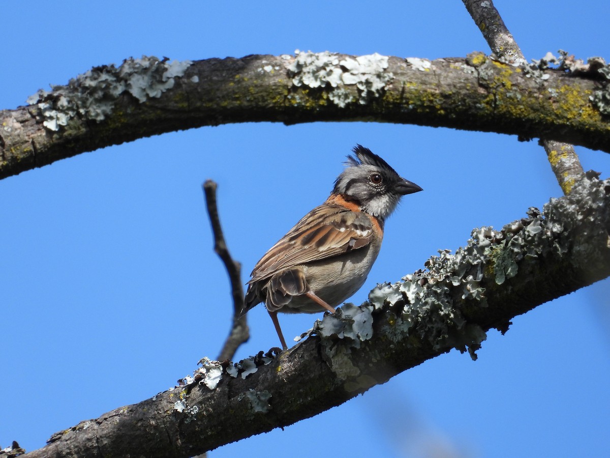 Rufous-collared Sparrow - ML620860599