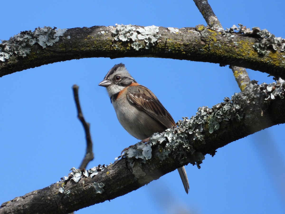 Rufous-collared Sparrow - ML620860600