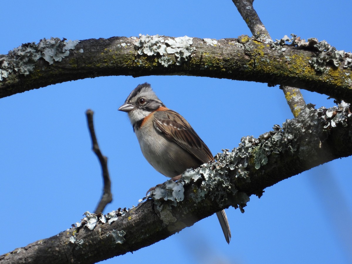 Rufous-collared Sparrow - ML620860601