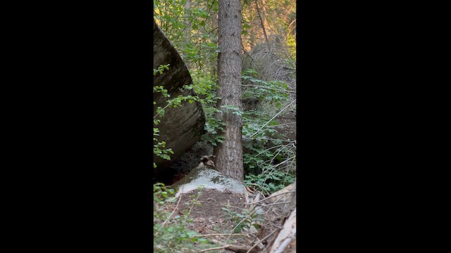 Spotted Owl (California) - ML620860611