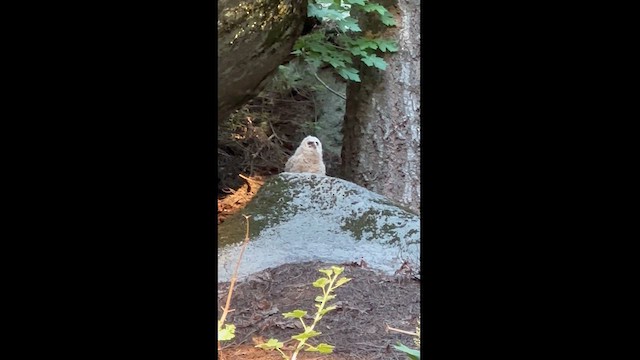 Spotted Owl (California) - ML620860612