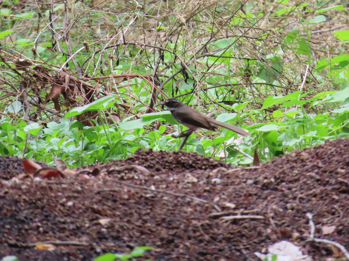 Spot-breasted Fantail - ML620860615