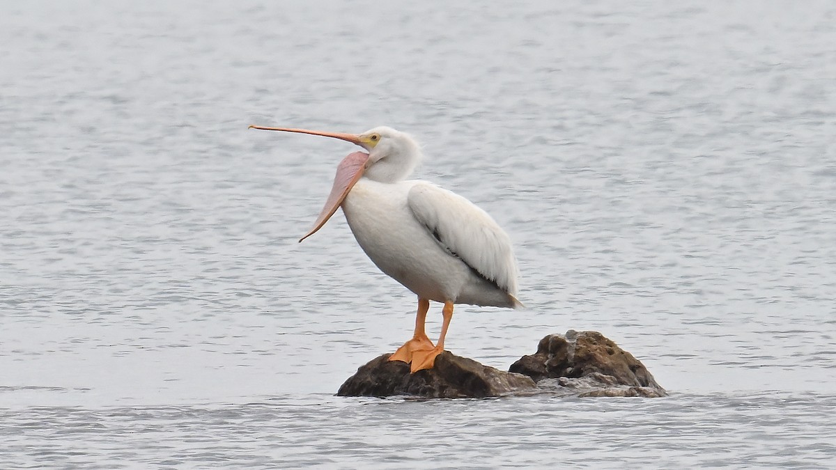 American White Pelican - ML620860621