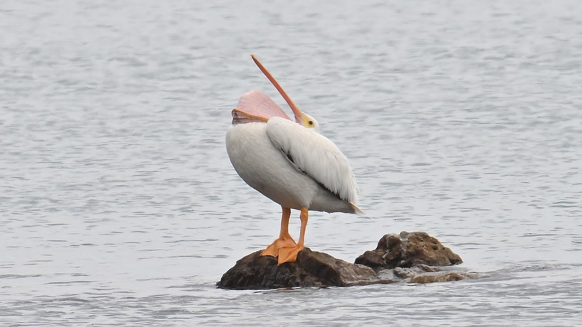 American White Pelican - ML620860622