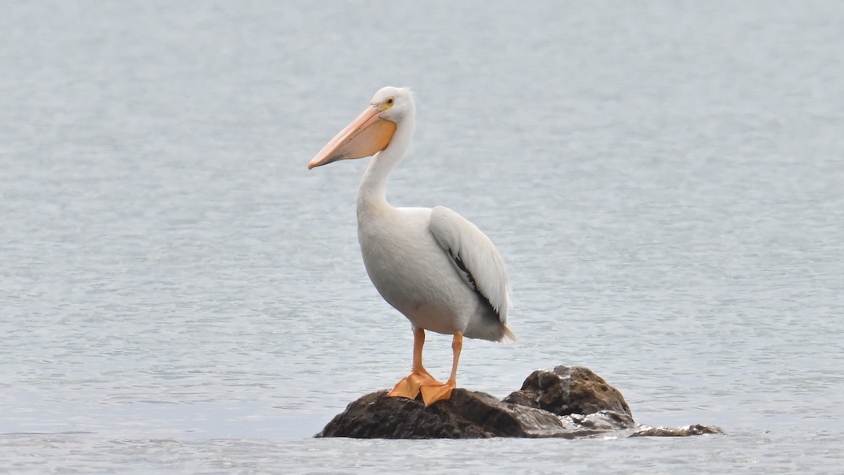 American White Pelican - Gregg Summers