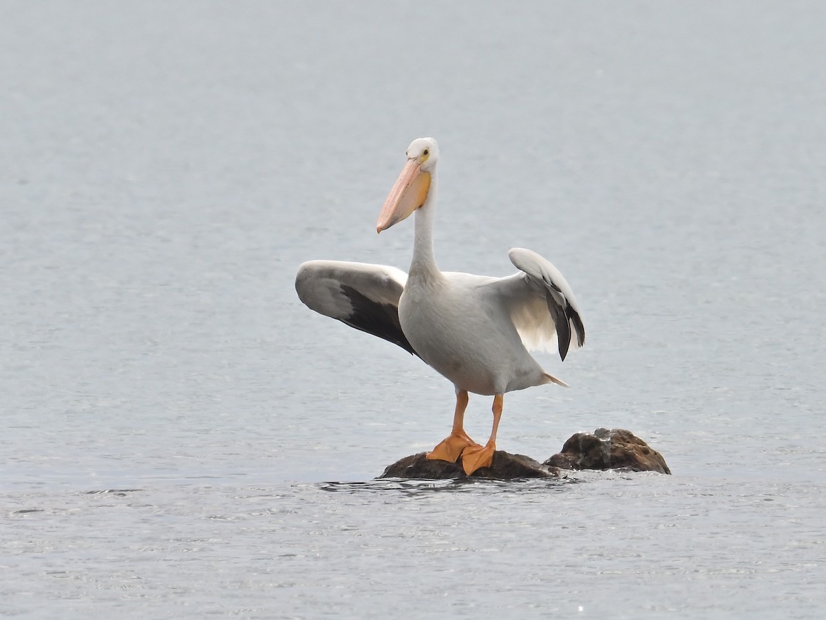 American White Pelican - ML620860624